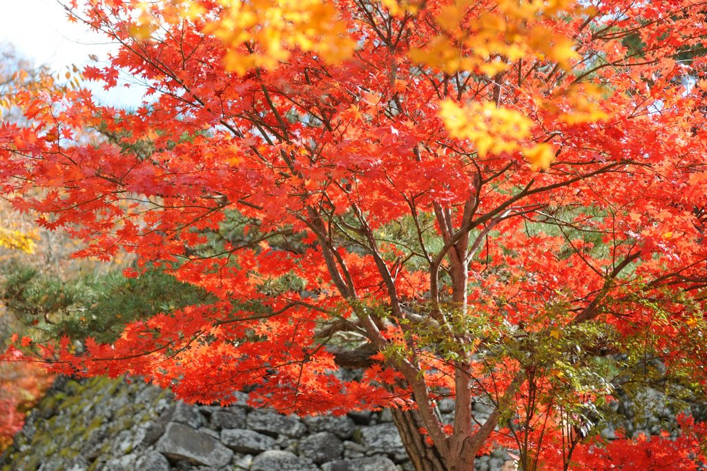 懐古園の紅葉