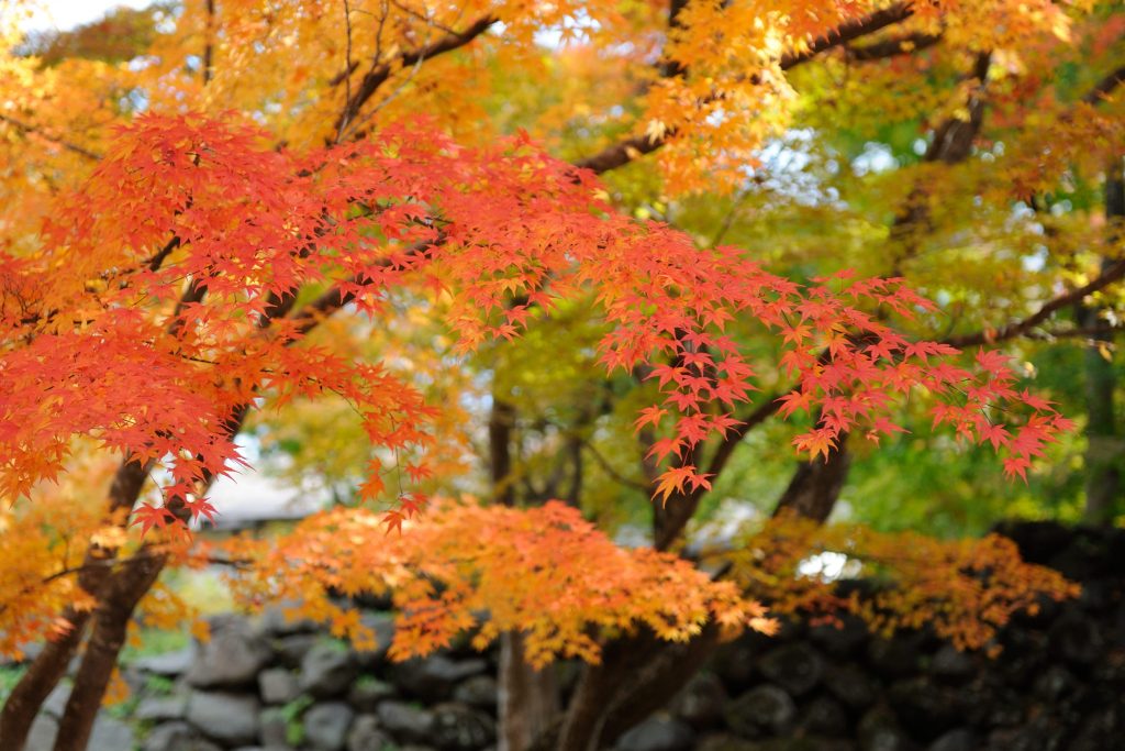 懐古園の紅葉