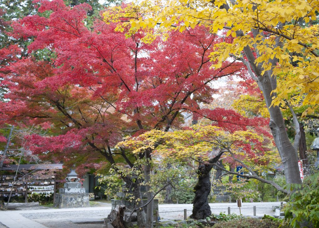 懐古園の紅葉