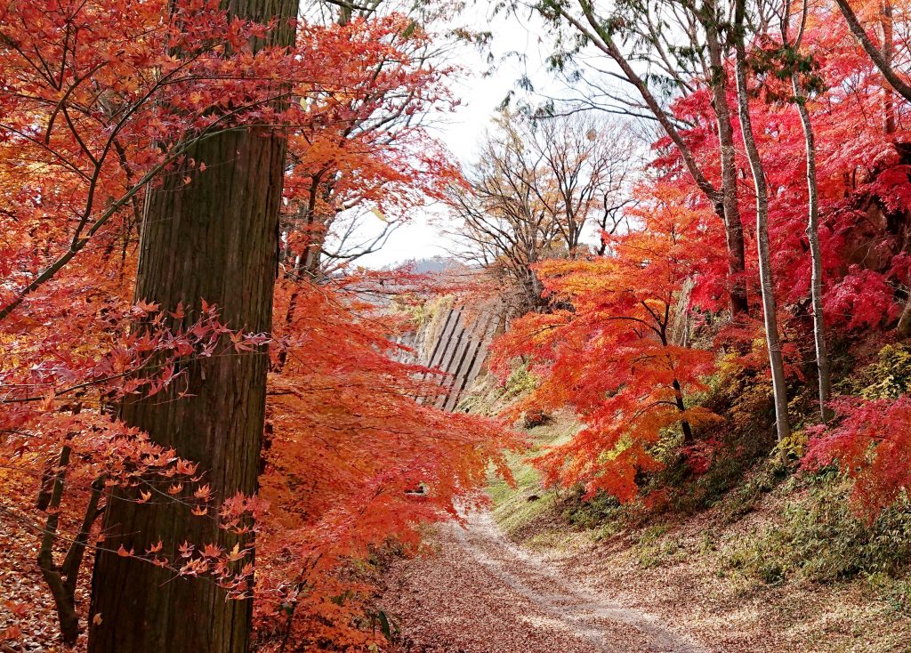 懐古園のもみじ