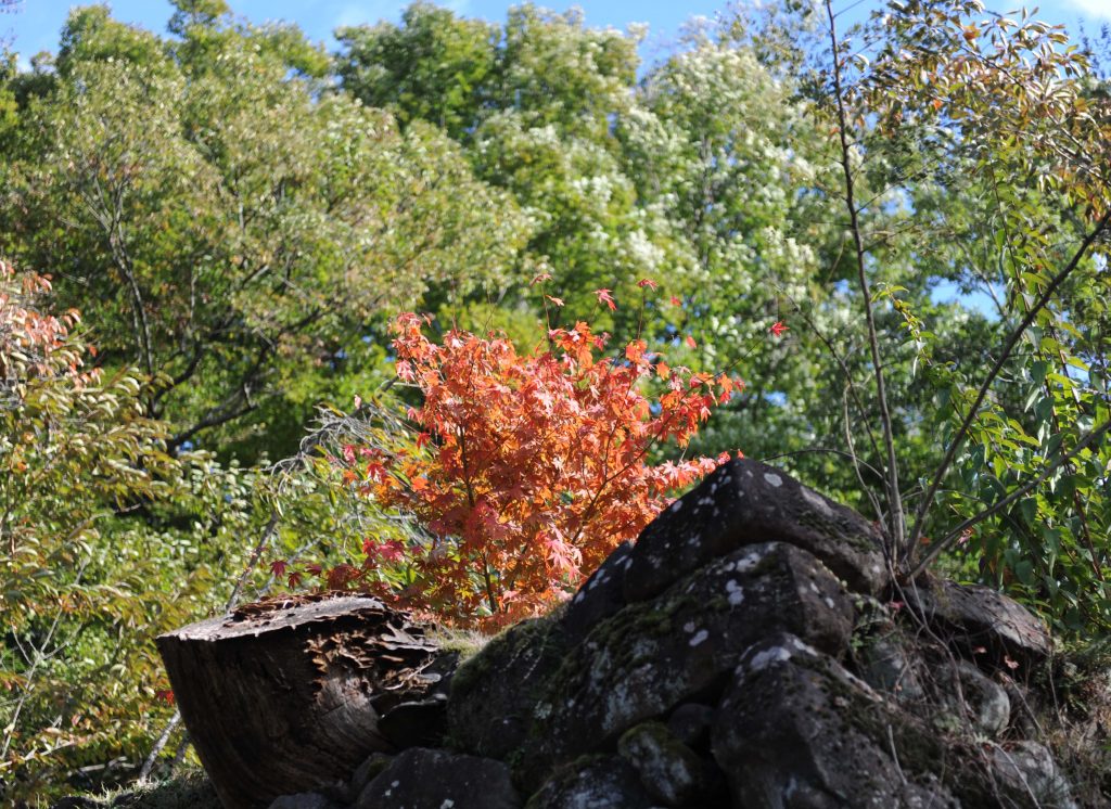 懐古園の紅葉