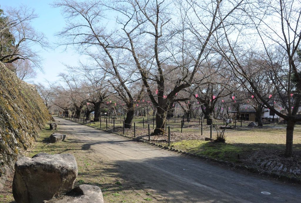 懐古園桜