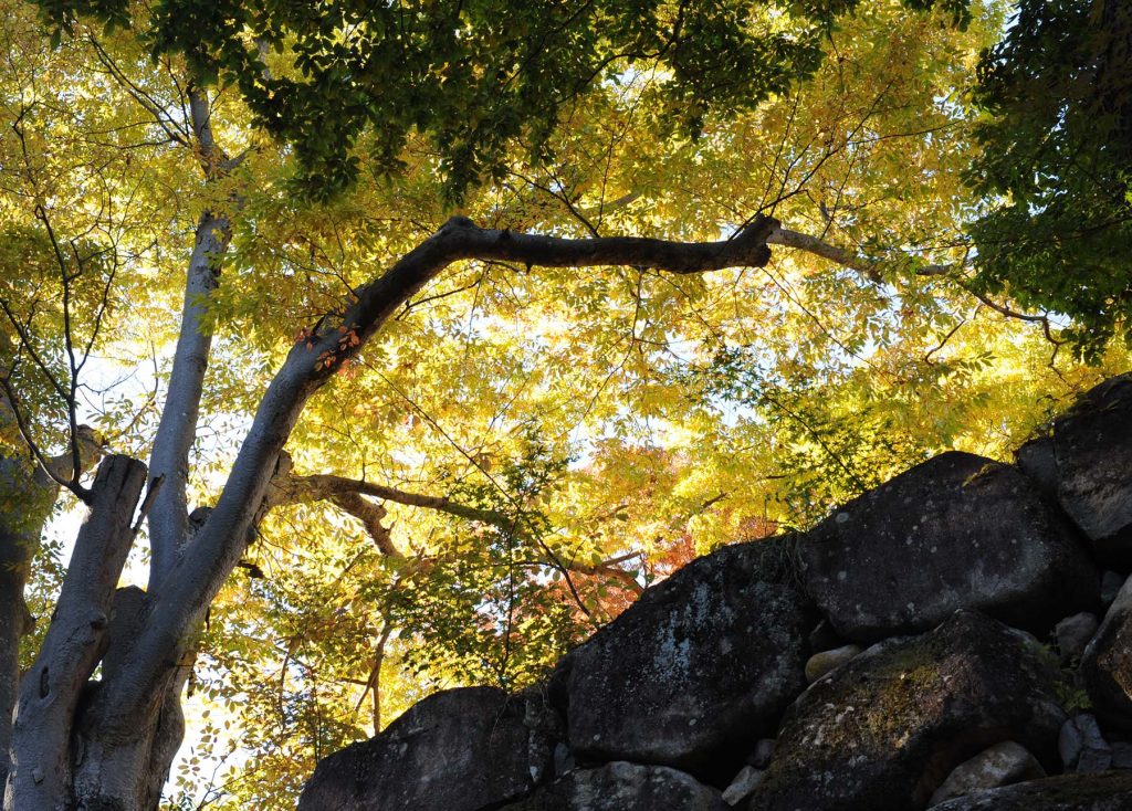 懐古園紅葉